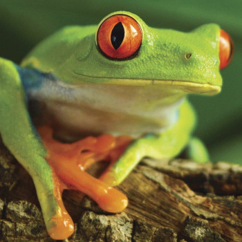 National Geographic Super D Tree Frog Puzzle  Piece